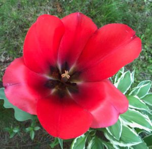 poppy