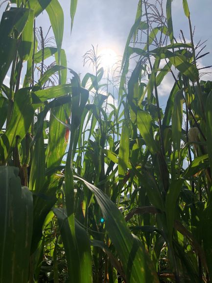 Photo of corn 